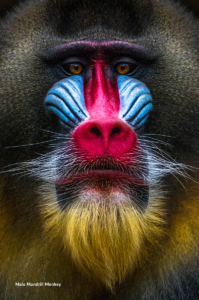 Mandrill Monkey - Biodiversity